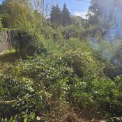 the overgrown pond cannot be seen